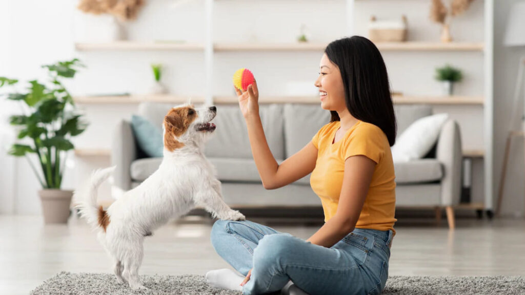 The Best Dog Training Tips for Beginners 2024